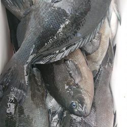 伊豆下田フィッシング 釣果