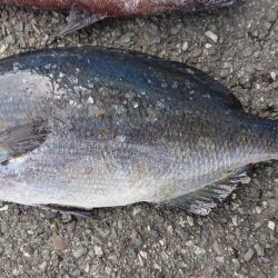 伊豆下田フィッシング 釣果