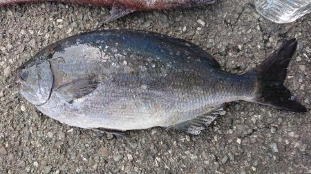 伊豆下田フィッシング 釣果