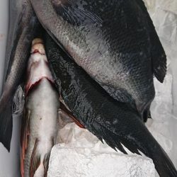 伊豆下田フィッシング 釣果
