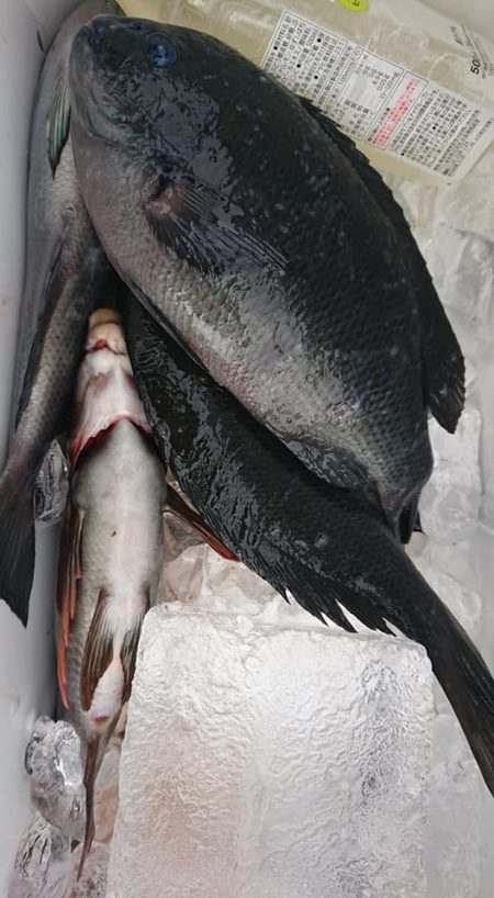 伊豆下田フィッシング 釣果