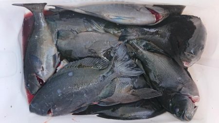 伊豆下田フィッシング 釣果