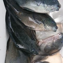 伊豆下田フィッシング 釣果
