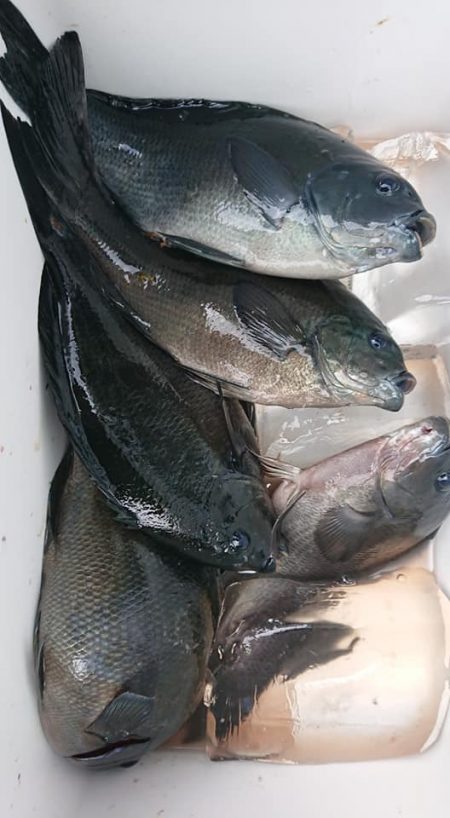 伊豆下田フィッシング 釣果