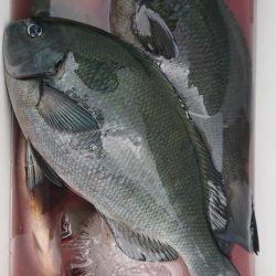 伊豆下田フィッシング 釣果