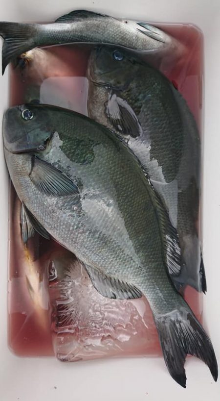 伊豆下田フィッシング 釣果