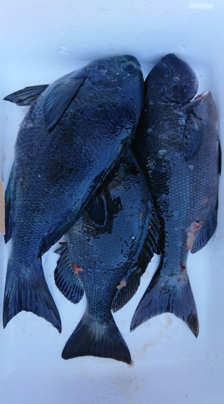 伊豆下田フィッシング 釣果