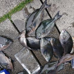 伊豆下田フィッシング 釣果