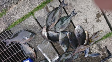 伊豆下田フィッシング 釣果