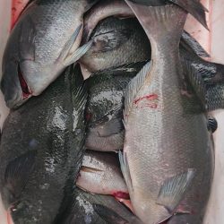 伊豆下田フィッシング 釣果