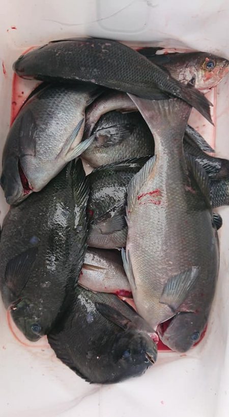 伊豆下田フィッシング 釣果