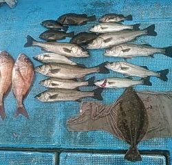 フィッシングガイド りょう 釣果