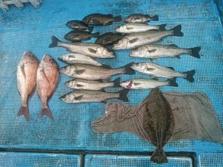 フィッシングガイド りょう 釣果