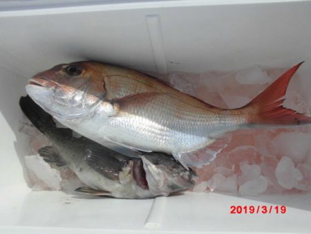 大進丸(新潟) 釣果