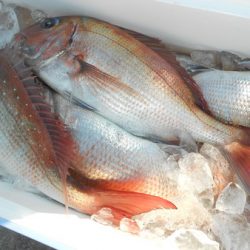 こうゆう丸 釣果