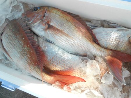 こうゆう丸 釣果