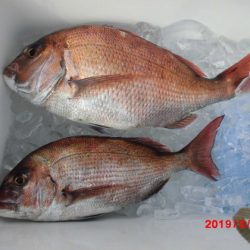 大進丸(新潟) 釣果