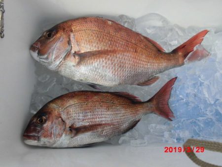 大進丸(新潟) 釣果