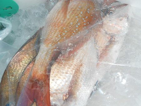 こうゆう丸 釣果