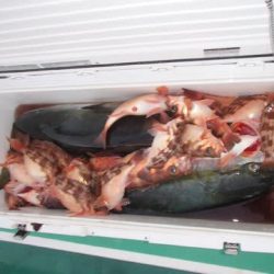 第二むつ漁丸 釣果