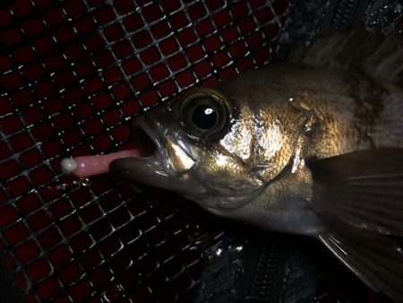 二見メバリング7