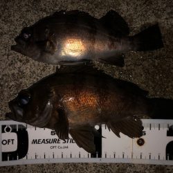 二見メバリング8