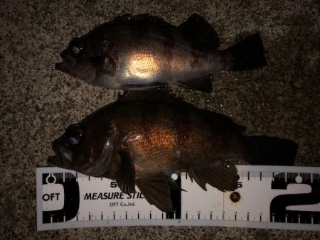 二見メバリング8