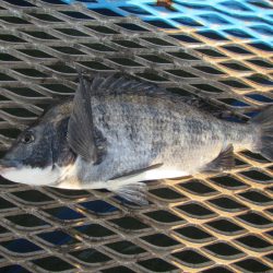 オリジナルメーカー海づり公園(市原市海づり施設) 釣果