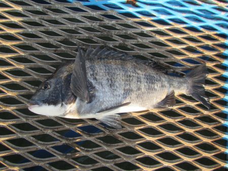 オリジナルメーカー海づり公園(市原市海づり施設) 釣果