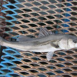 オリジナルメーカー海づり公園(市原市海づり施設) 釣果