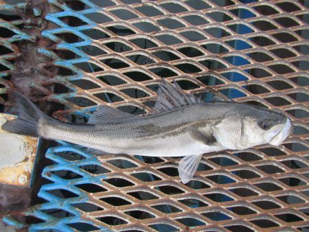 オリジナルメーカー海づり公園(市原市海づり…