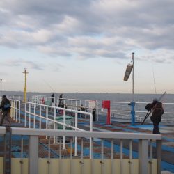 オリジナルメーカー海づり公園(市原市海づり施設) 釣果