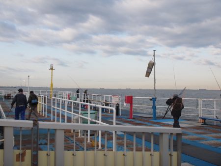 オリジナルメーカー海づり公園(市原市海づり施設) 釣果