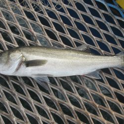 オリジナルメーカー海づり公園(市原市海づり施設) 釣果