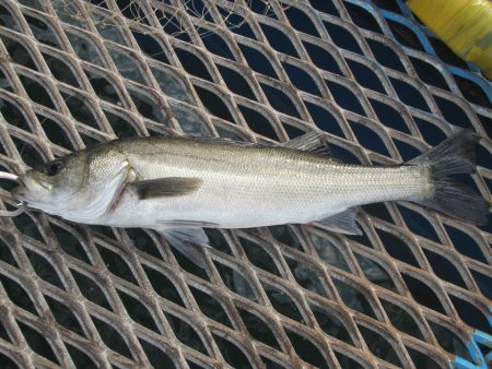 オリジナルメーカー海づり公園(市原市海づり…