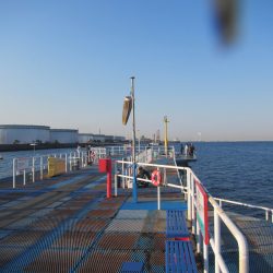 オリジナルメーカー海づり公園(市原市海づり施設) 釣果