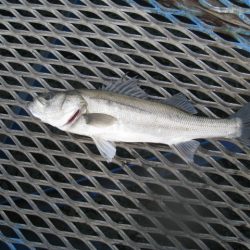 オリジナルメーカー海づり公園(市原市海づり施設) 釣果