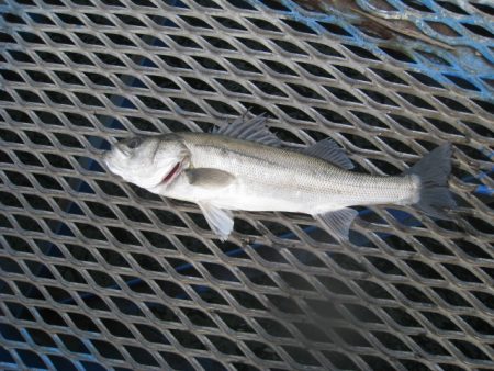 オリジナルメーカー海づり公園(市原市海づり施設) 釣果