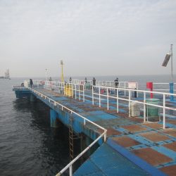 オリジナルメーカー海づり公園(市原市海づり施設) 釣果