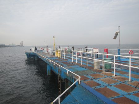 オリジナルメーカー海づり公園(市原市海づり施設) 釣果