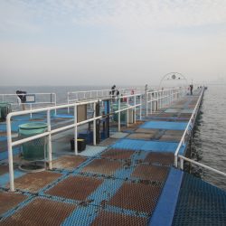 オリジナルメーカー海づり公園(市原市海づり施設) 釣果