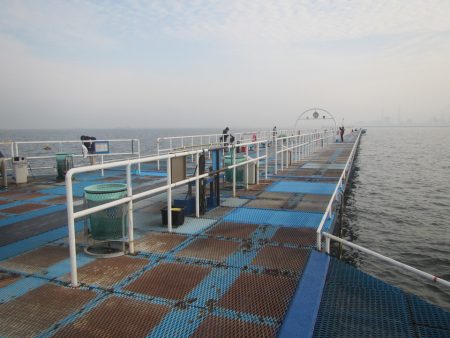オリジナルメーカー海づり公園(市原市海づり施設) 釣果