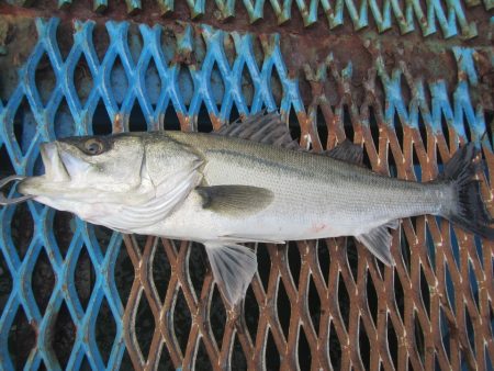 オリジナルメーカー海づり公園(市原市海づり…
