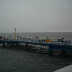 オリジナルメーカー海づり公園(市原市海づり施設) 釣果