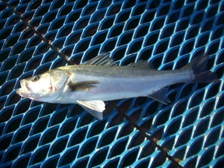 オリジナルメーカー海づり公園(市原市海づり…