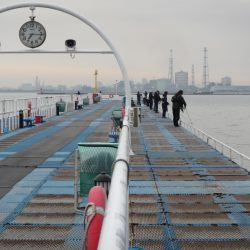 オリジナルメーカー海づり公園(市原市海づり施設) 釣果
