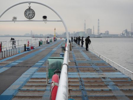 オリジナルメーカー海づり公園(市原市海づり施設) 釣果