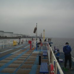 オリジナルメーカー海づり公園(市原市海づり施設) 釣果