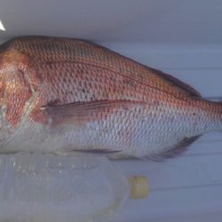 遊漁船 新鋭丸 釣果