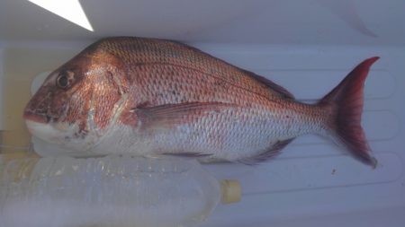 遊漁船 新鋭丸 釣果